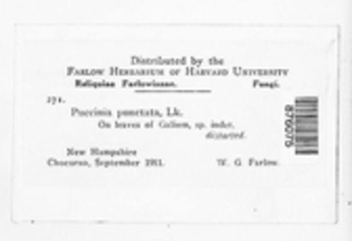 Puccinia punctata image